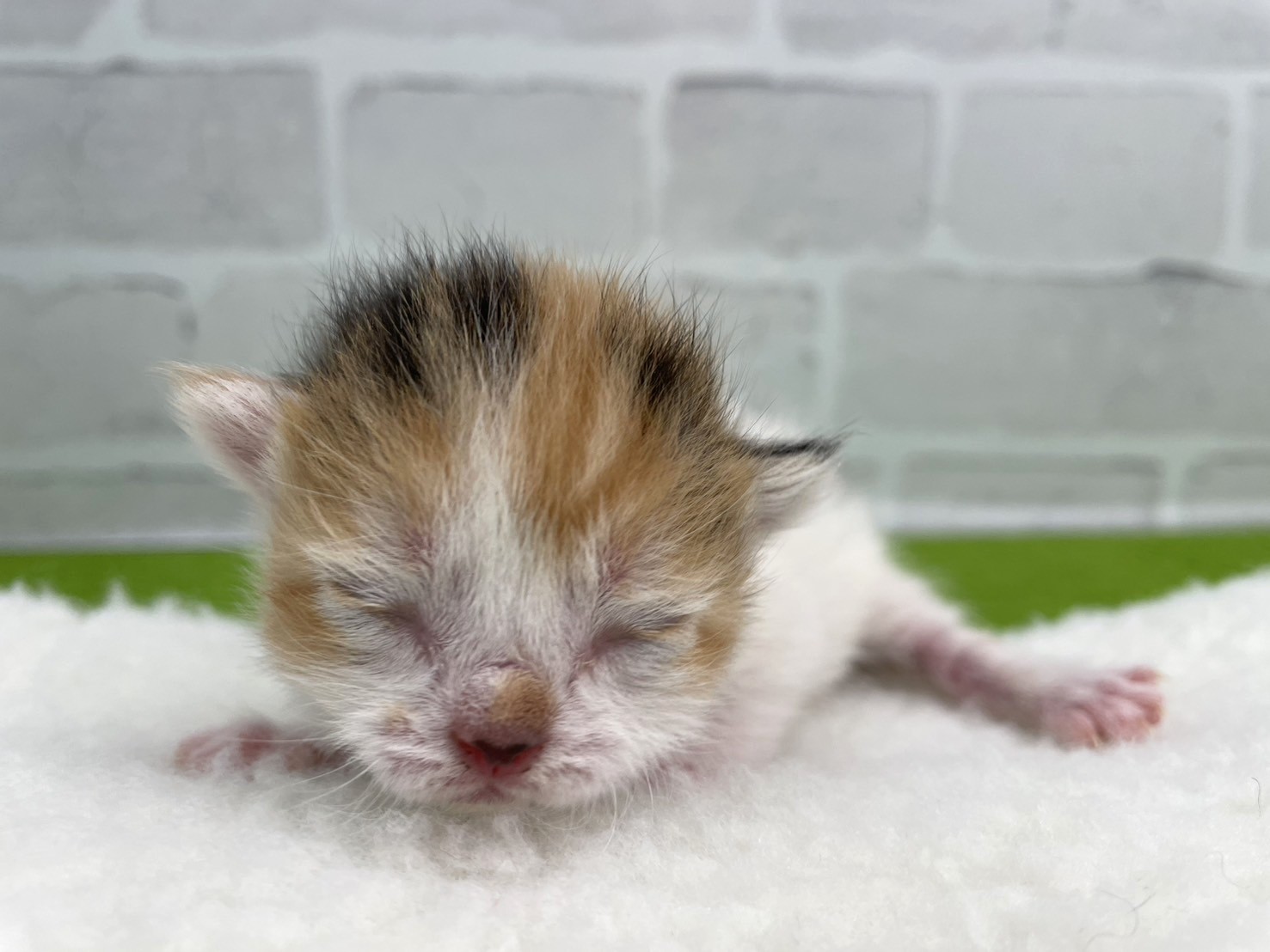 アメリカンカール