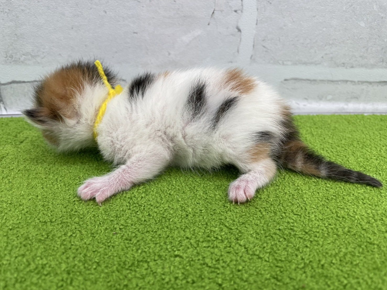 赤ちゃん写真1-2