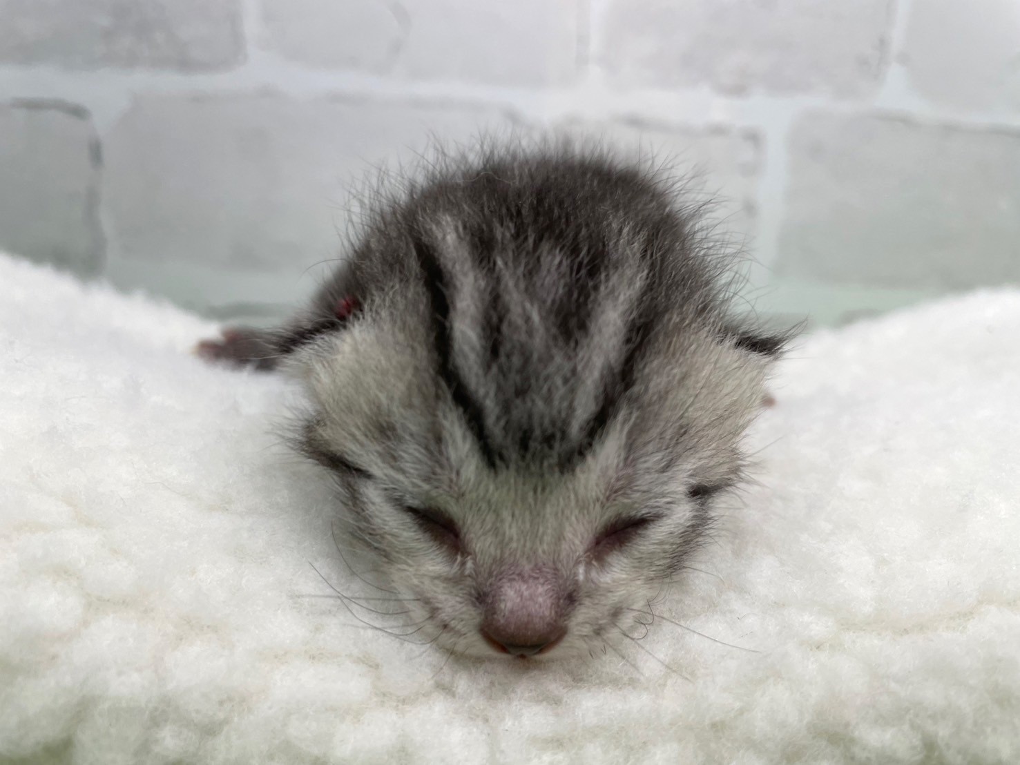 アメリカンショートヘアー