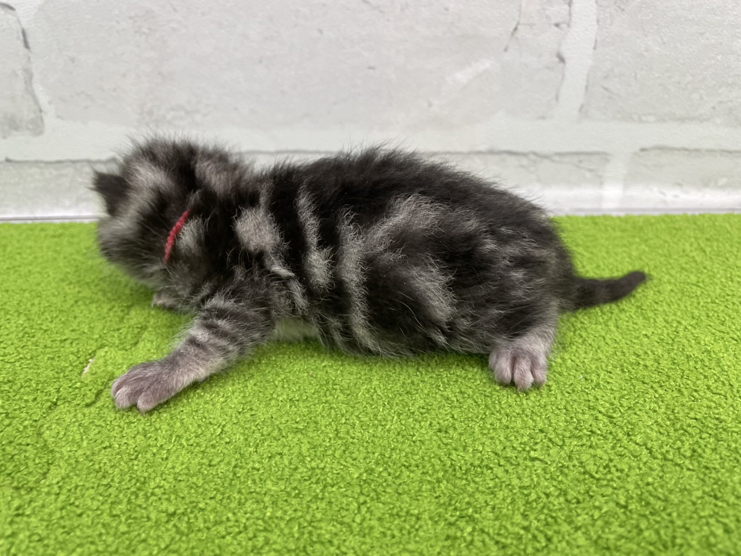 赤ちゃん写真1-2