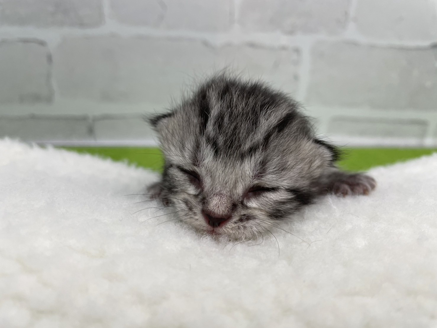アメリカンショートヘアー