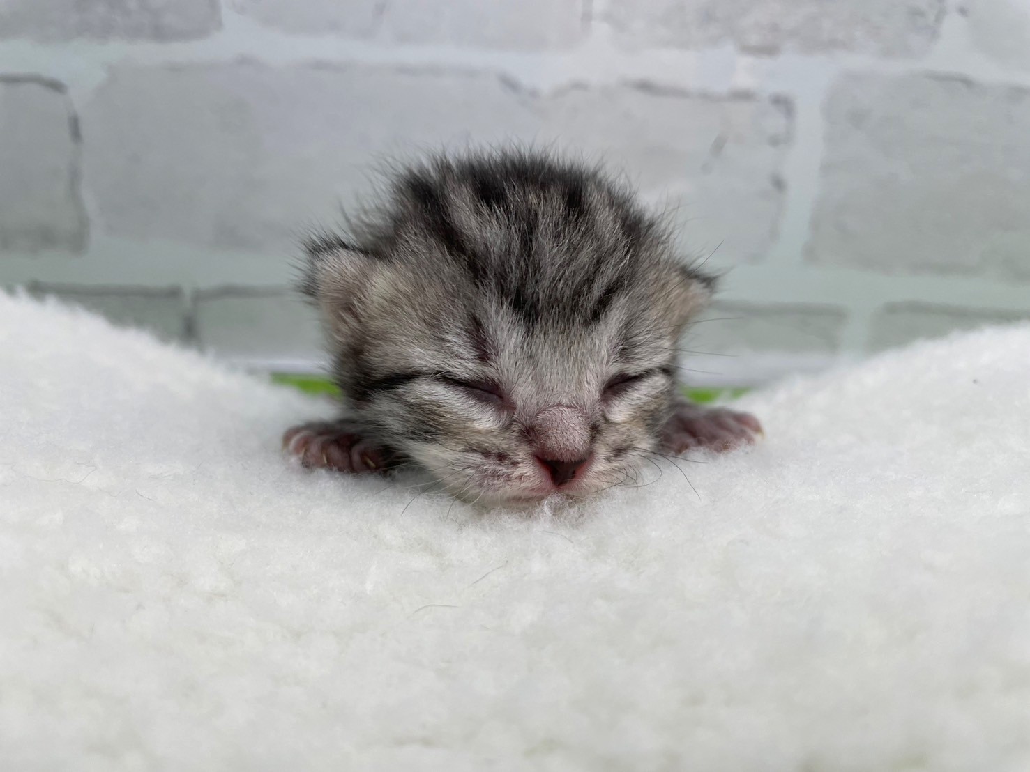 アメリカンショートヘアー