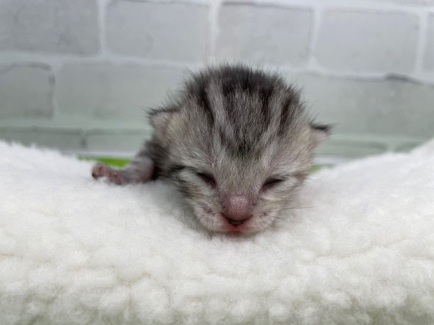 アメリカンショートヘアー