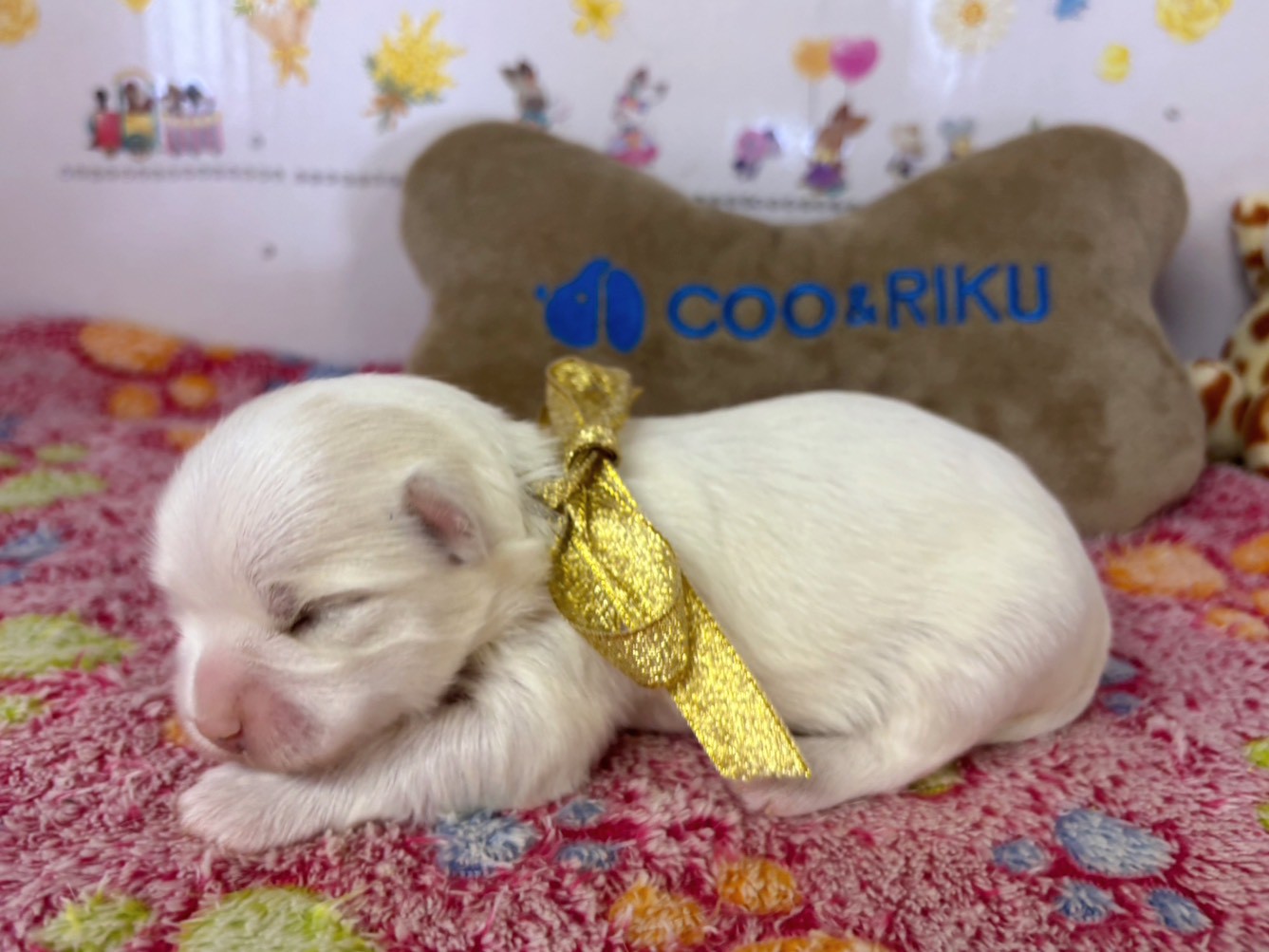 赤ちゃん写真1-2