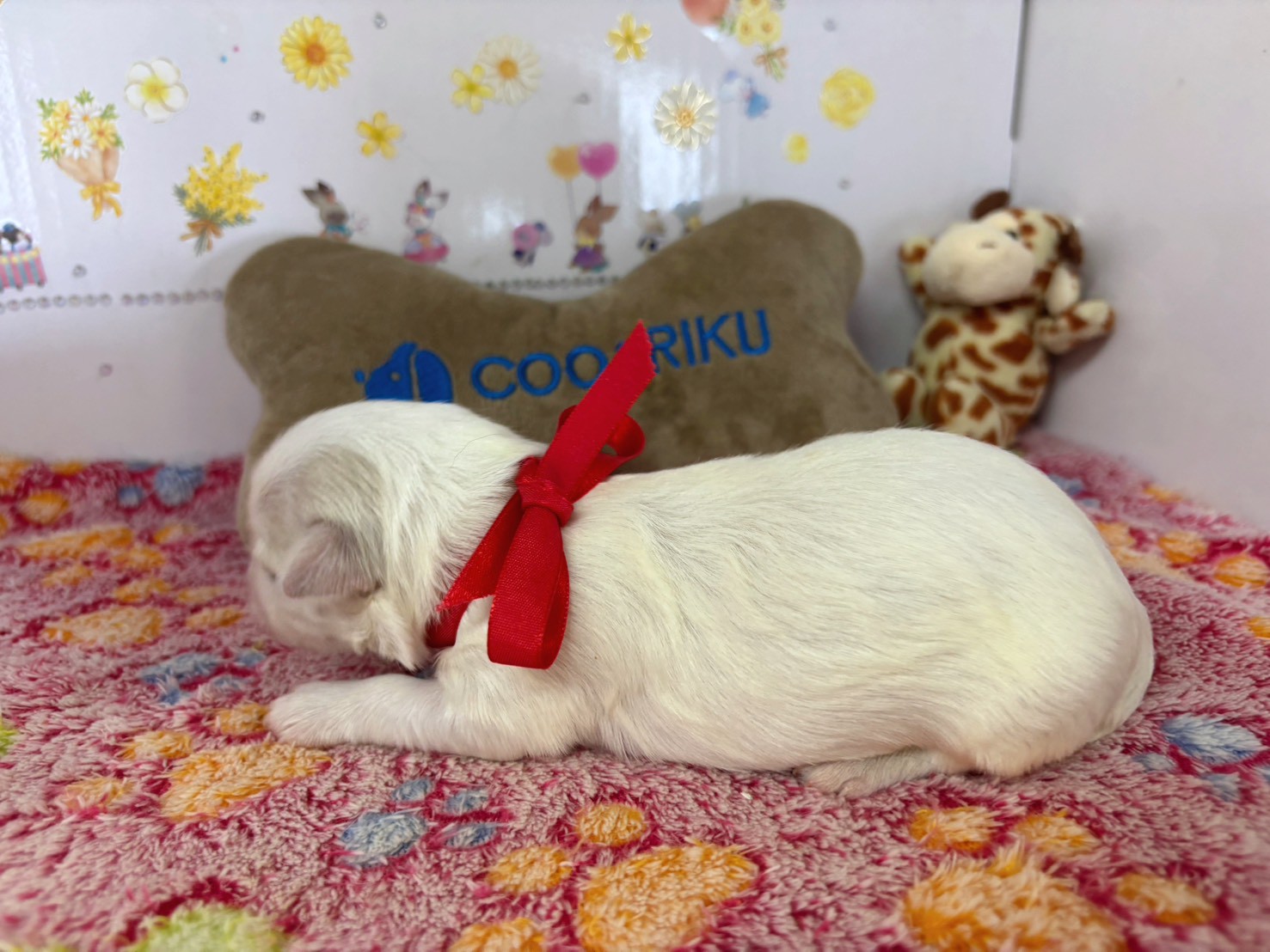 赤ちゃん写真1-2