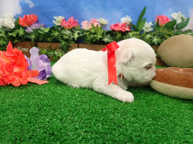 赤ちゃん写真2-2