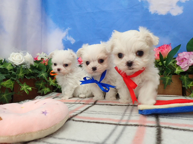 赤ちゃん写真3-3