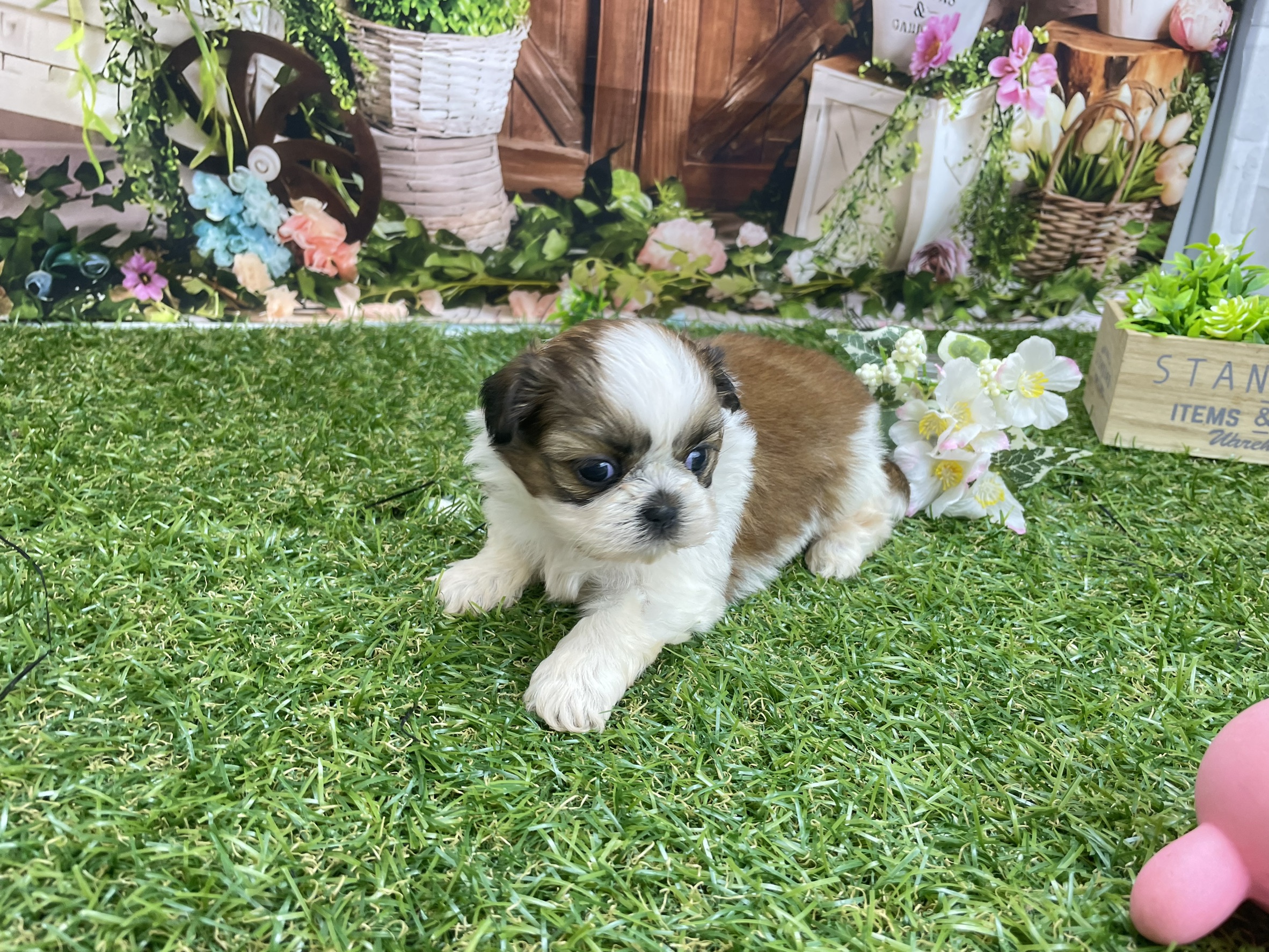 赤ちゃん写真2-2