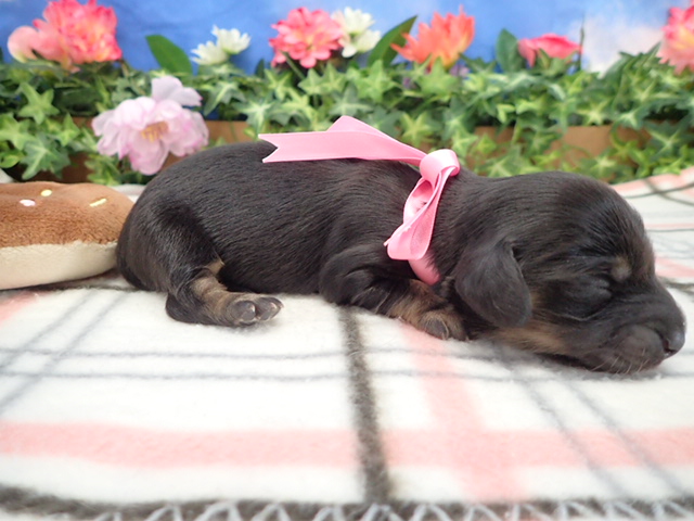 赤ちゃん写真1-2