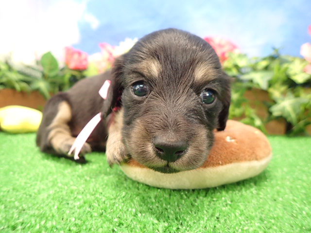 赤ちゃん写真2-1