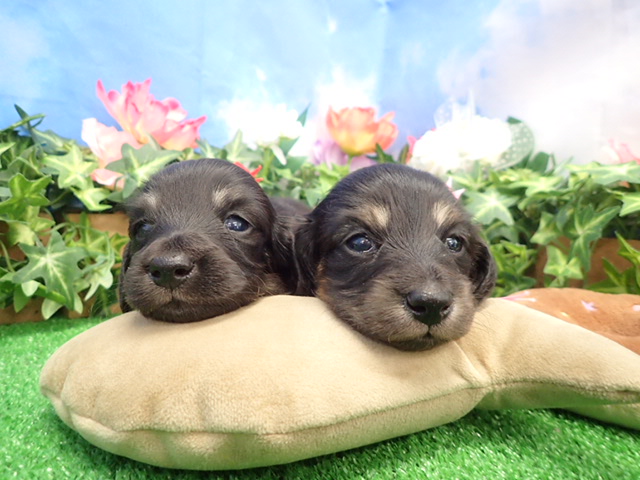 赤ちゃん写真2-3