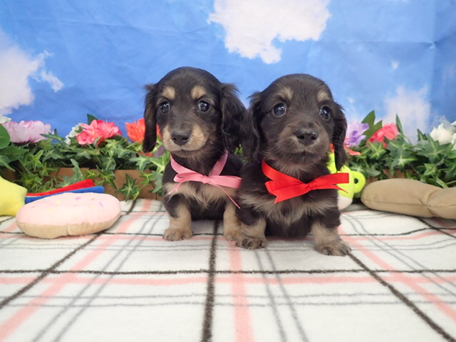 赤ちゃん写真3-3