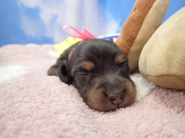 赤ちゃん写真1-1