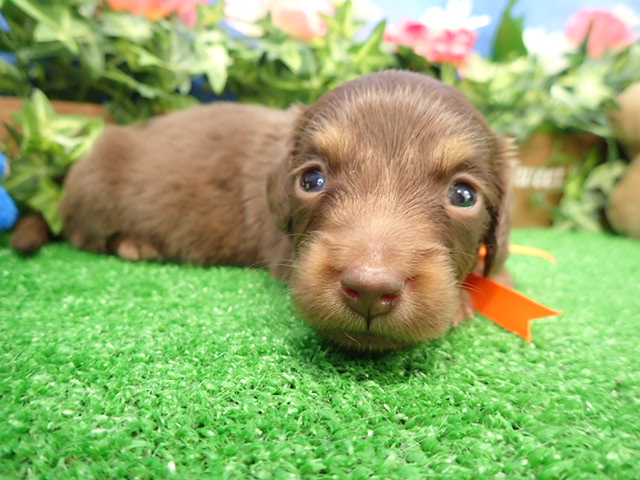 ミニチュア・ダックスフンド