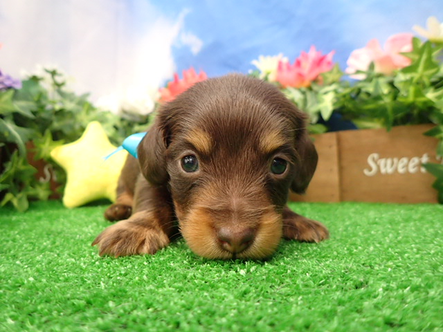 ミニチュア・ダックスフンド