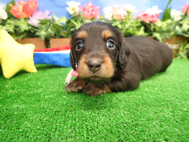 ミニチュア・ダックスフンド