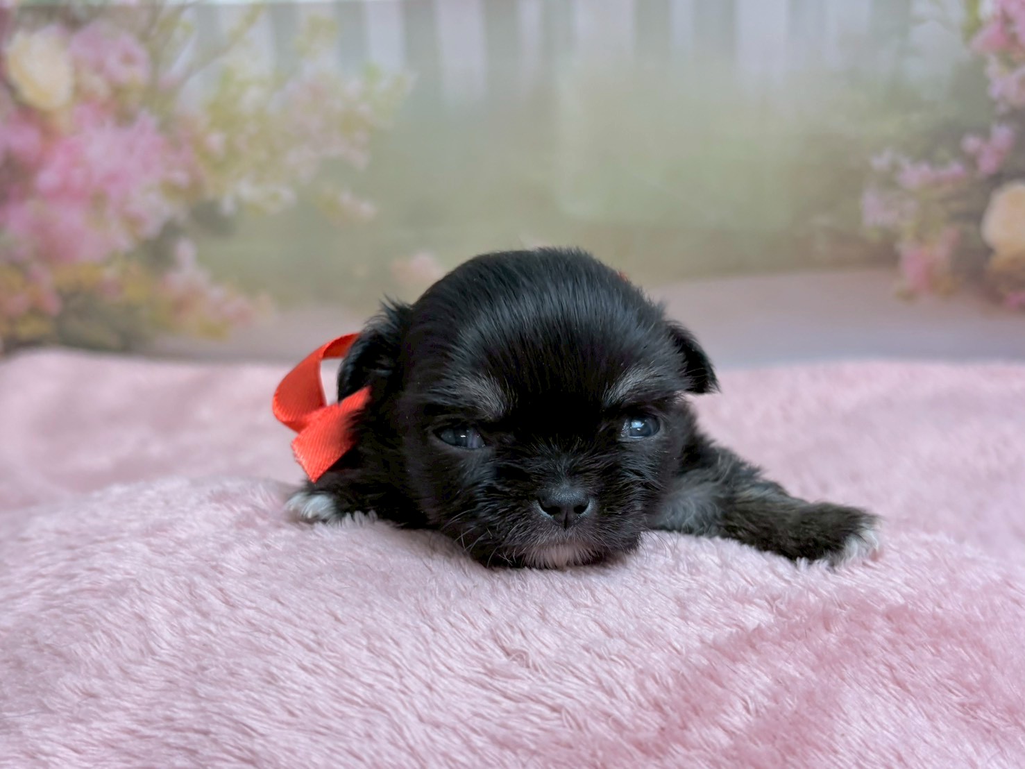 チワワ（ロングコート）