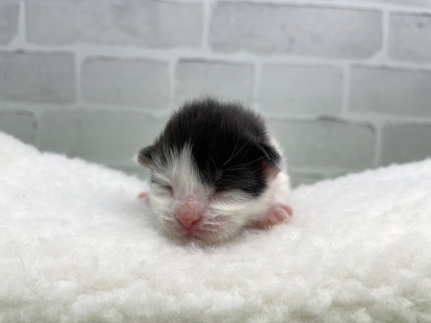 ノルウェージャン・フォレストキャット