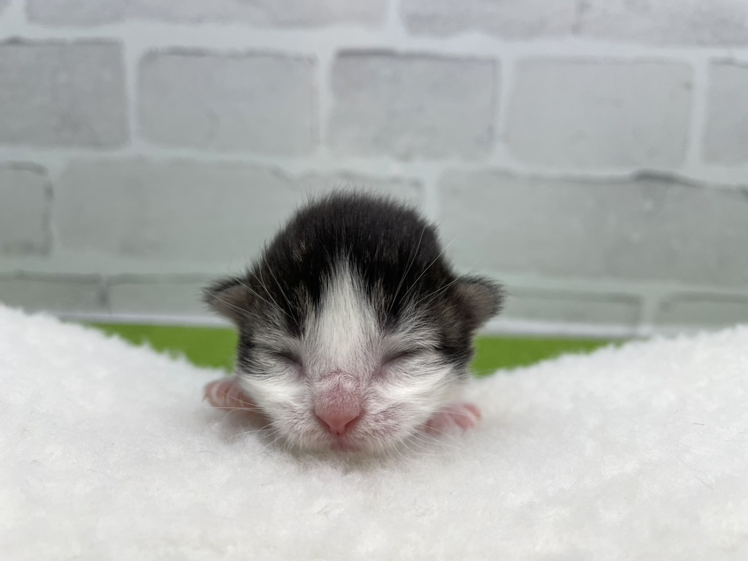 ノルウェージャン・フォレストキャット