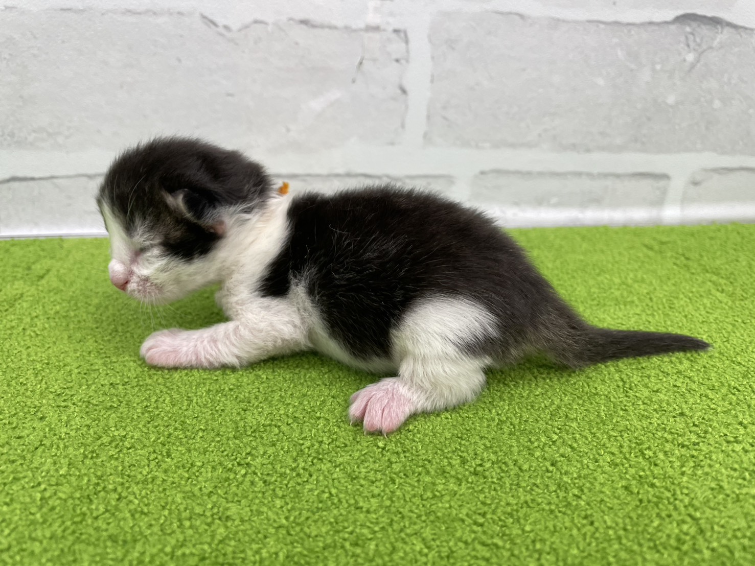 赤ちゃん写真1-2