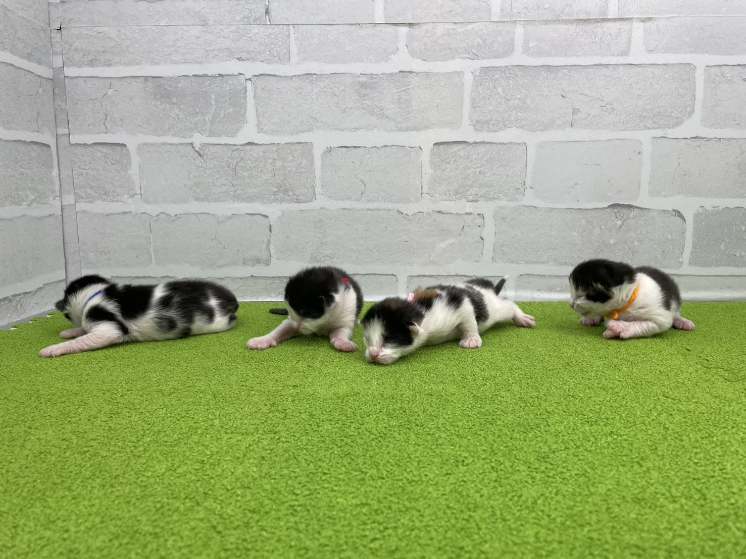 赤ちゃん写真1-3