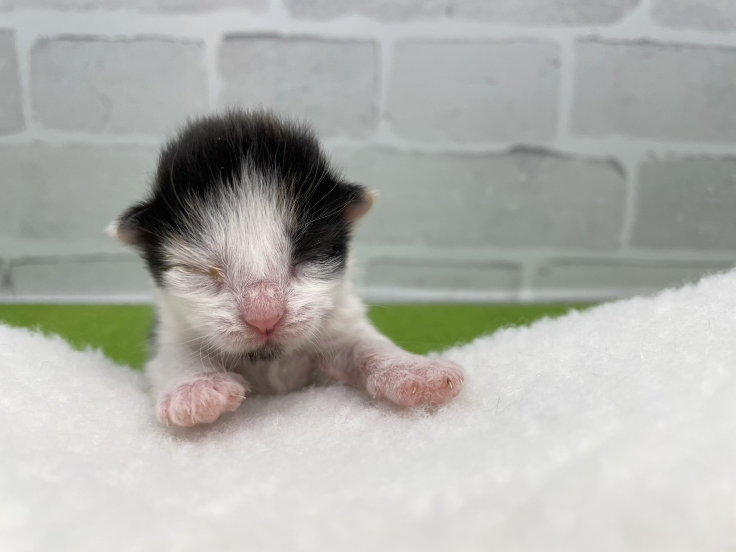 ノルウェージャン・フォレストキャット