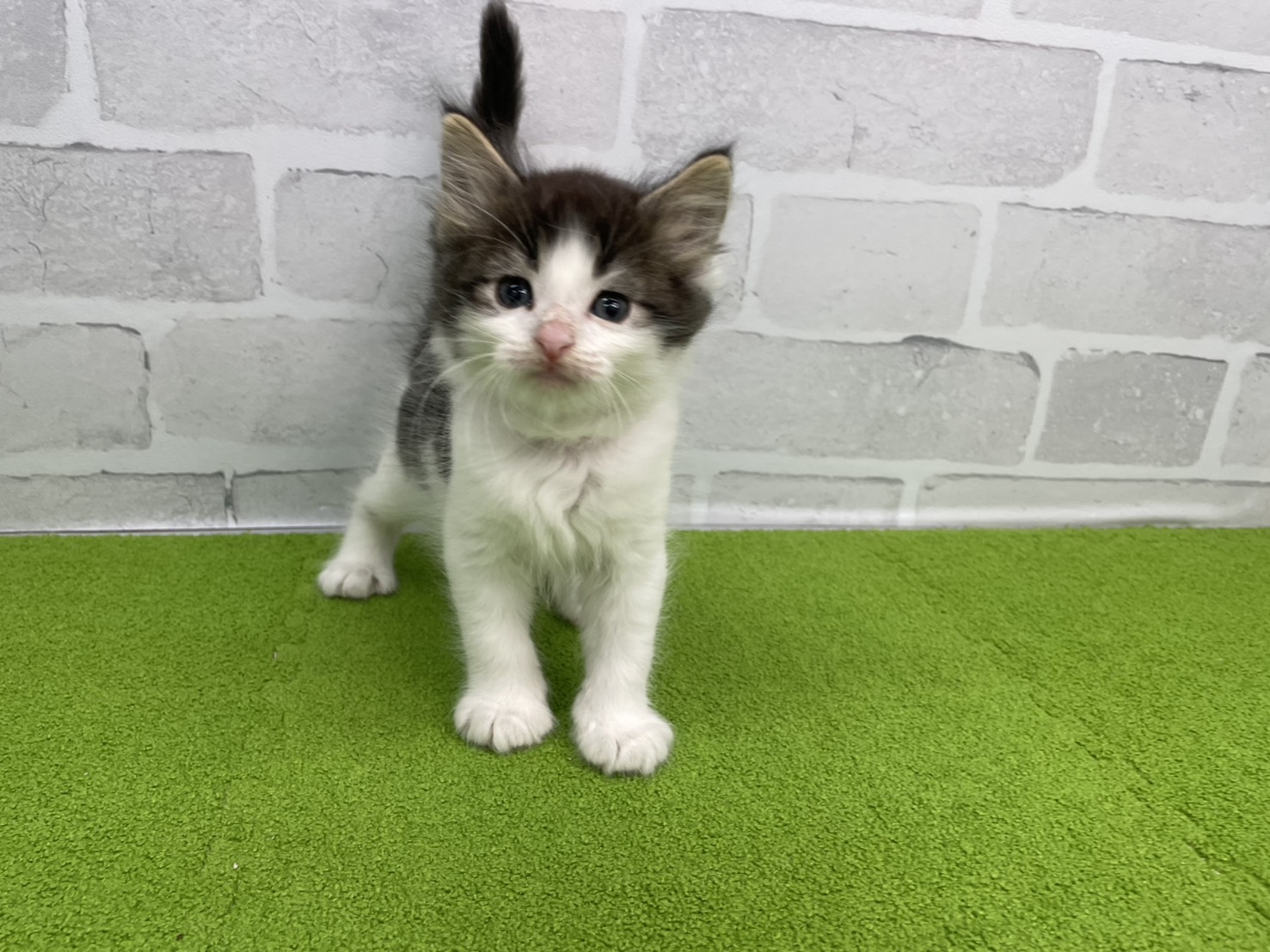 ノルウェージャン・フォレストキャット