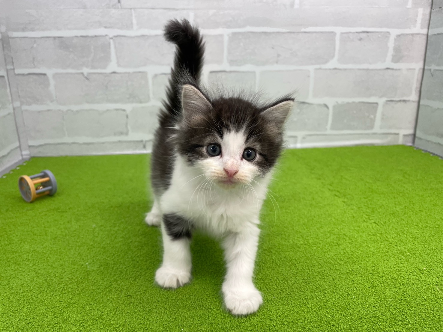 ノルウェージャン・フォレストキャット