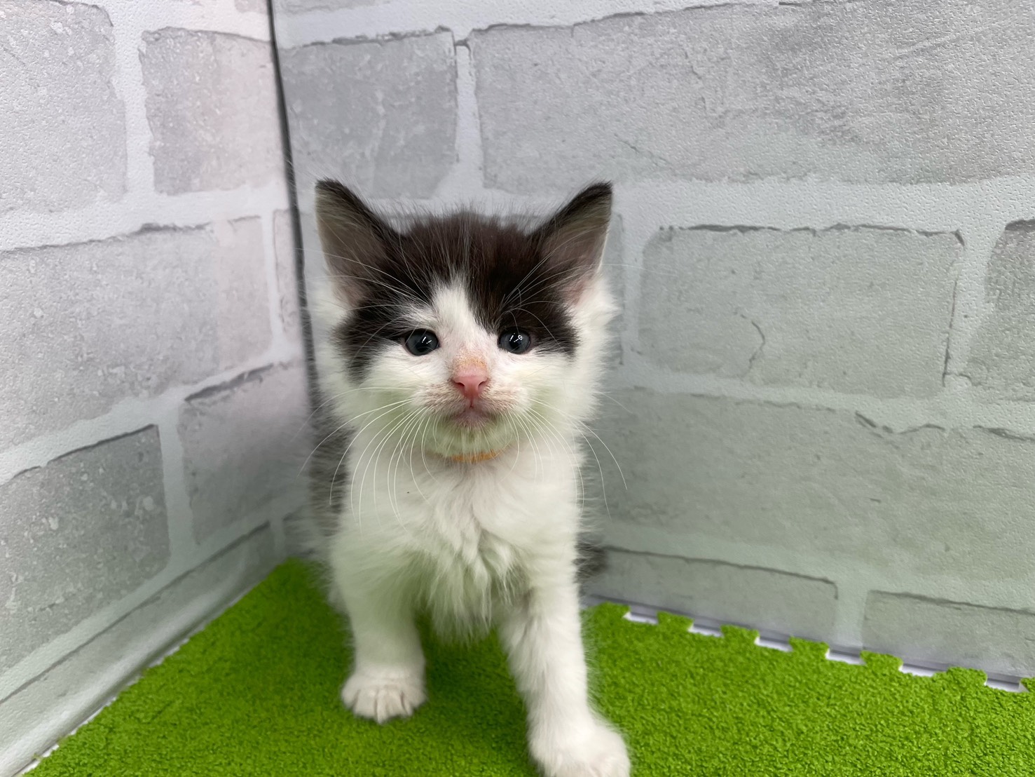 ノルウェージャン・フォレストキャット