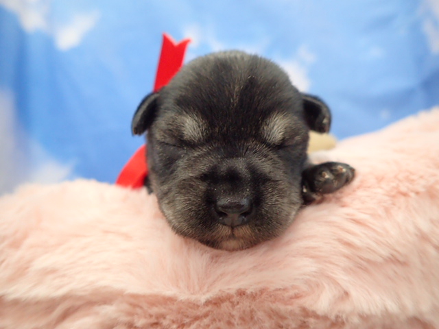 ミニチュア・シュナウザー