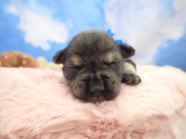 ミニチュア・シュナウザー