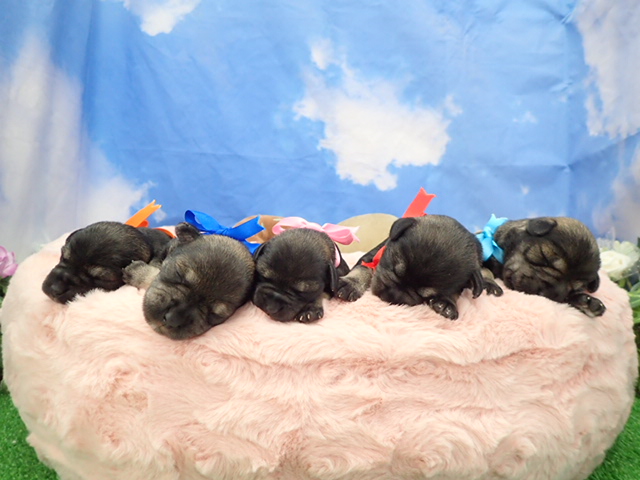 赤ちゃん写真1-3