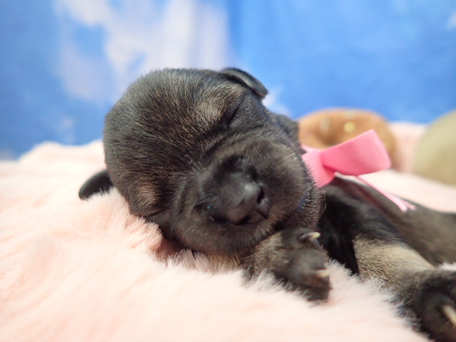 ミニチュア・シュナウザー