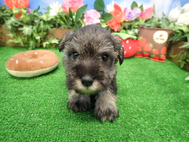 赤ちゃん写真3-1