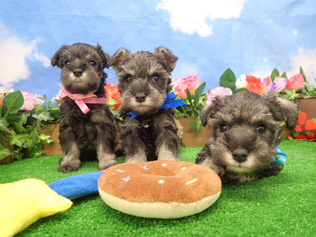 赤ちゃん写真3-3