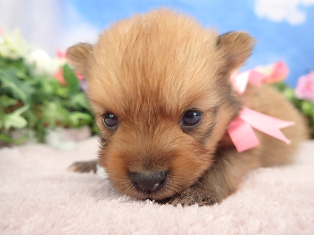 赤ちゃん写真2-1