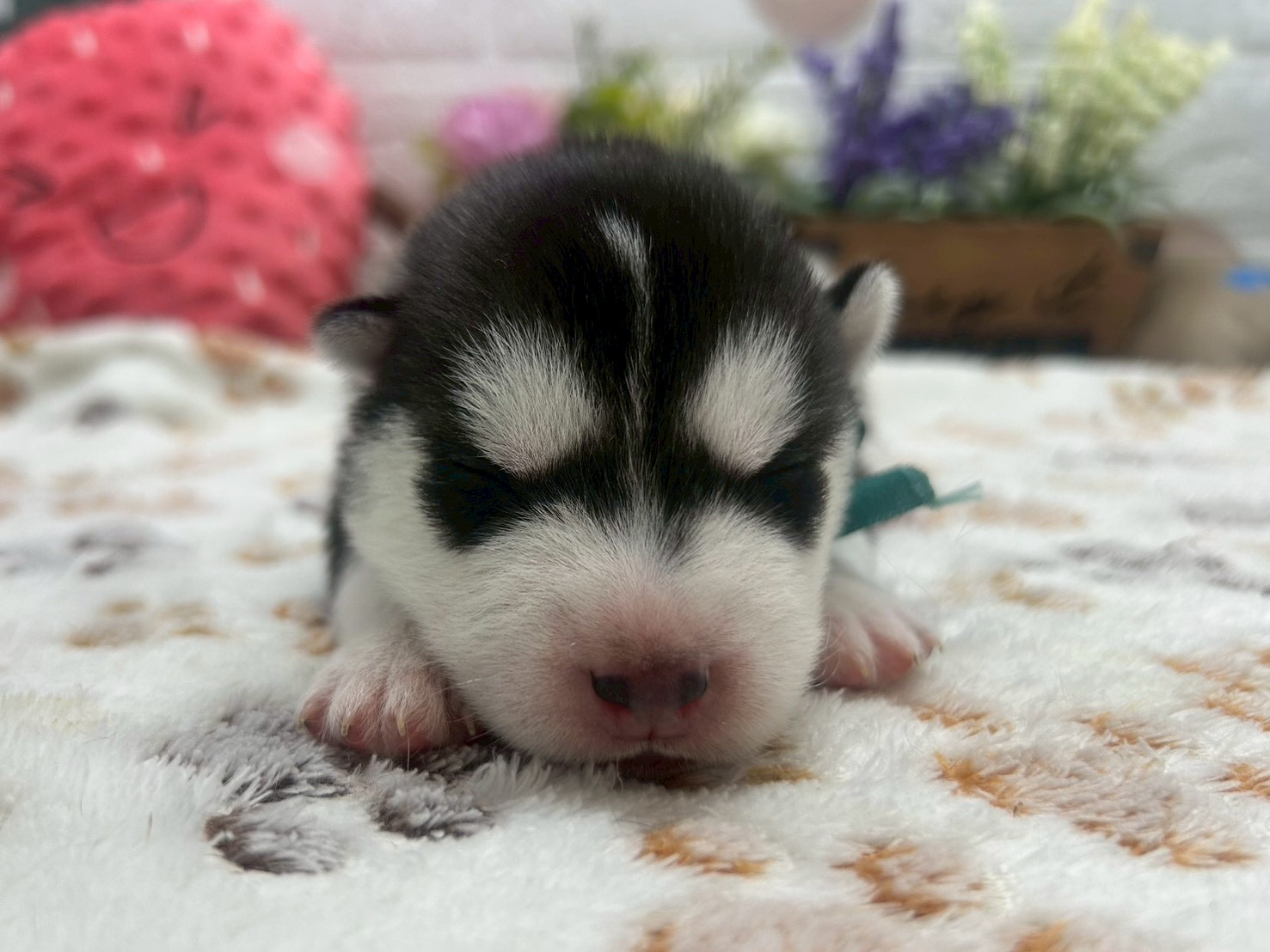 シベリアンハスキー