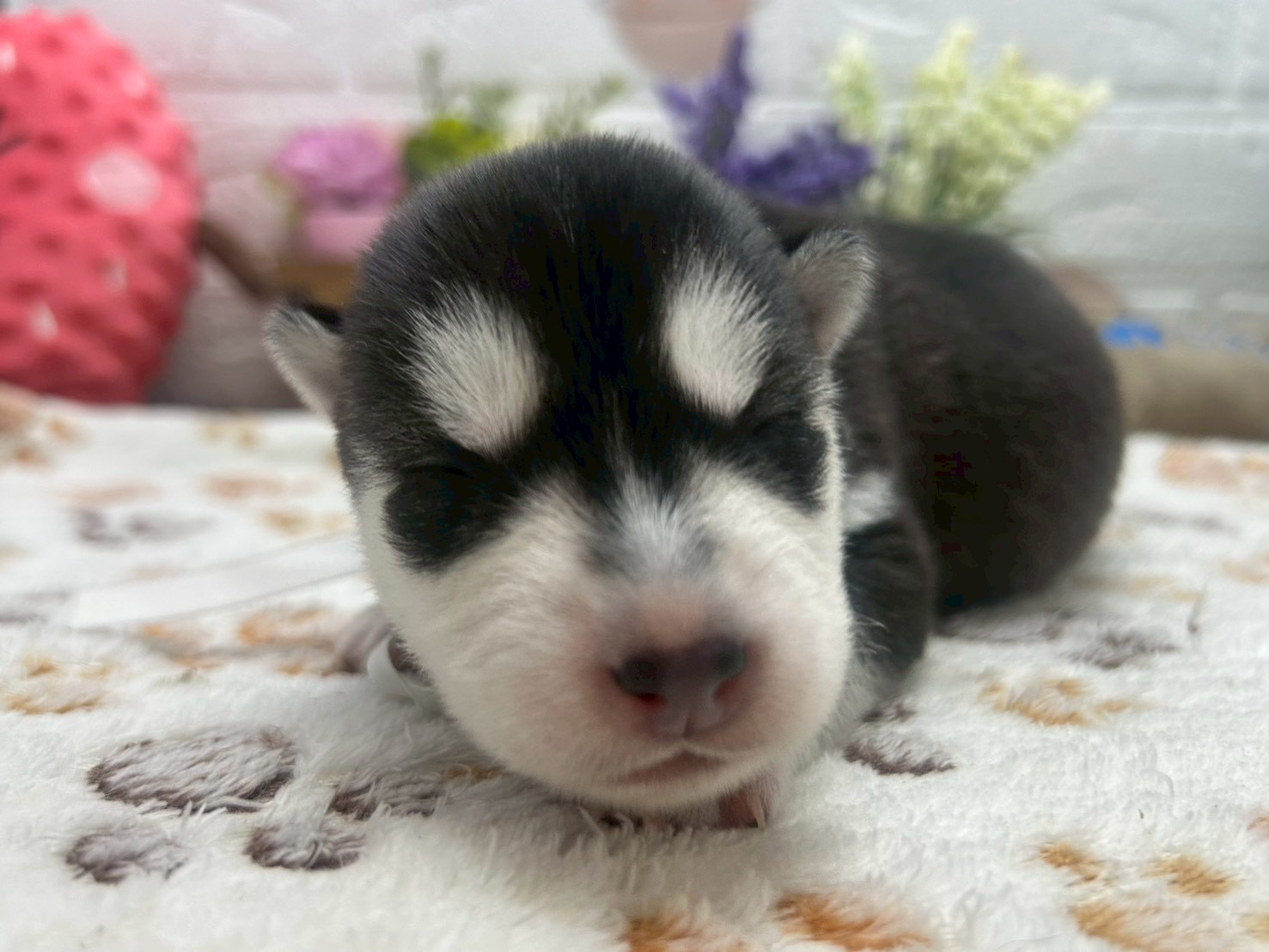 シベリアンハスキー