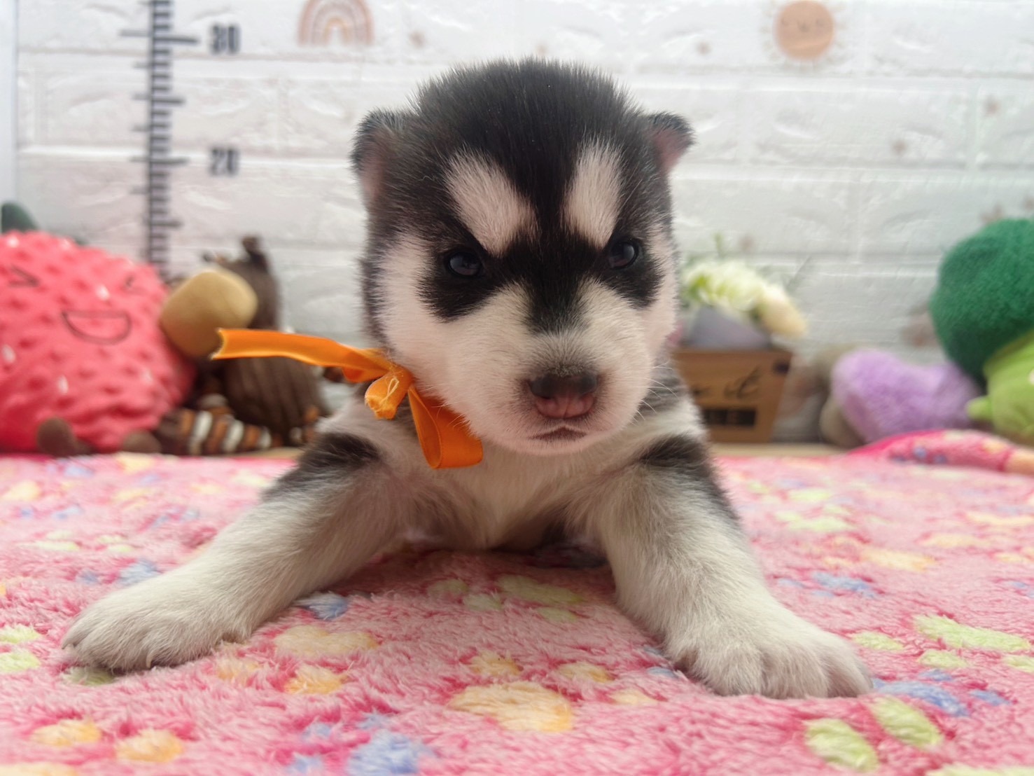 シベリアンハスキー