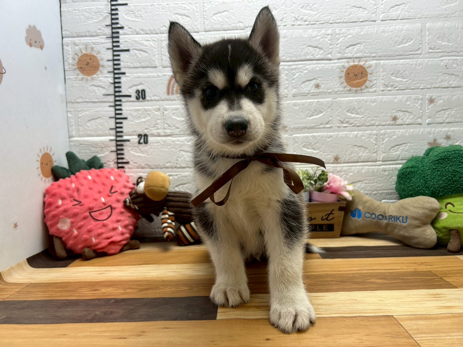 シベリアンハスキー