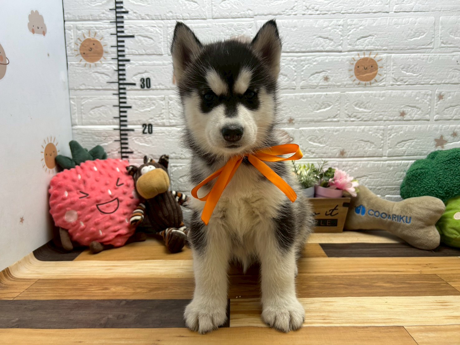 シベリアンハスキー