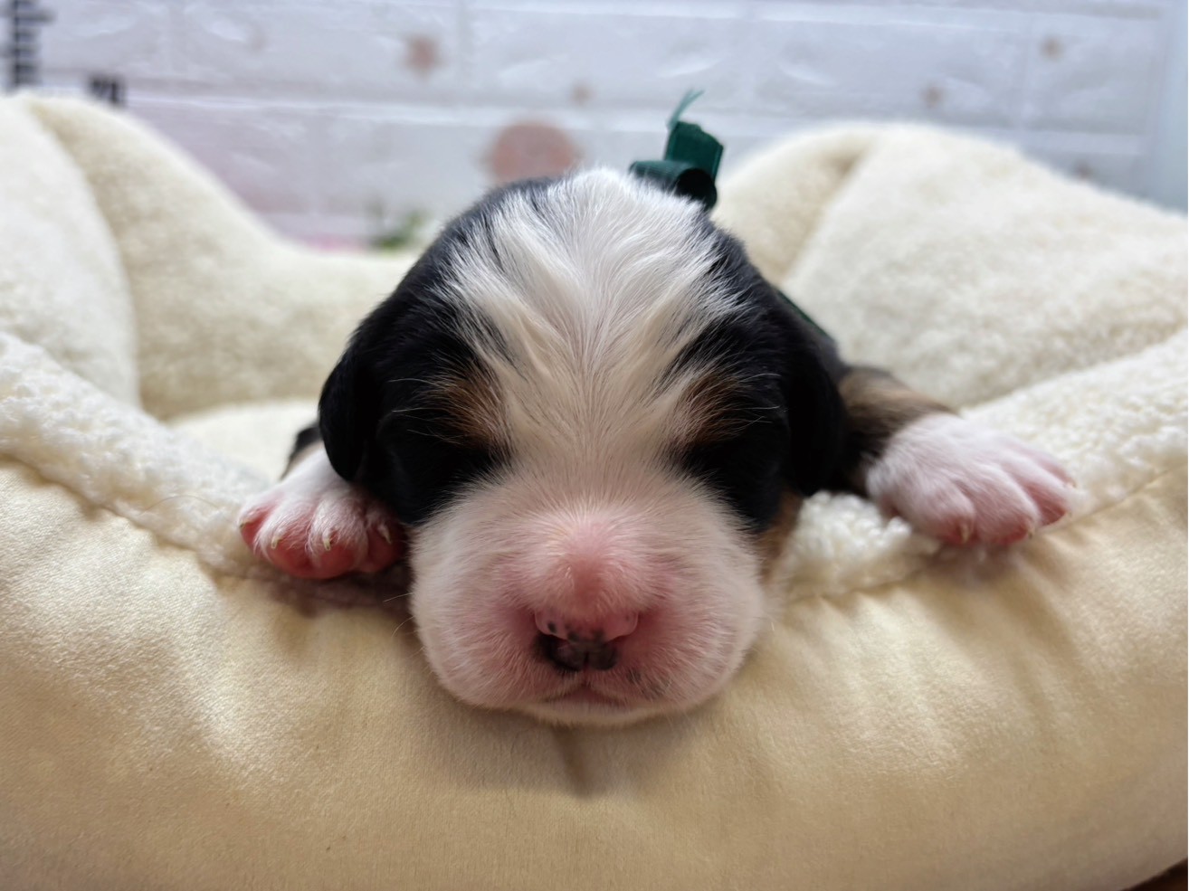 バーニーズマウンテンドッグ