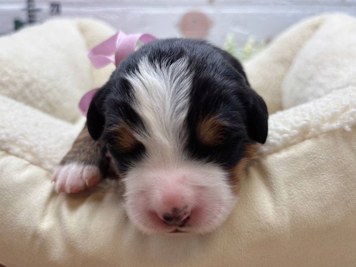 バーニーズマウンテンドッグ