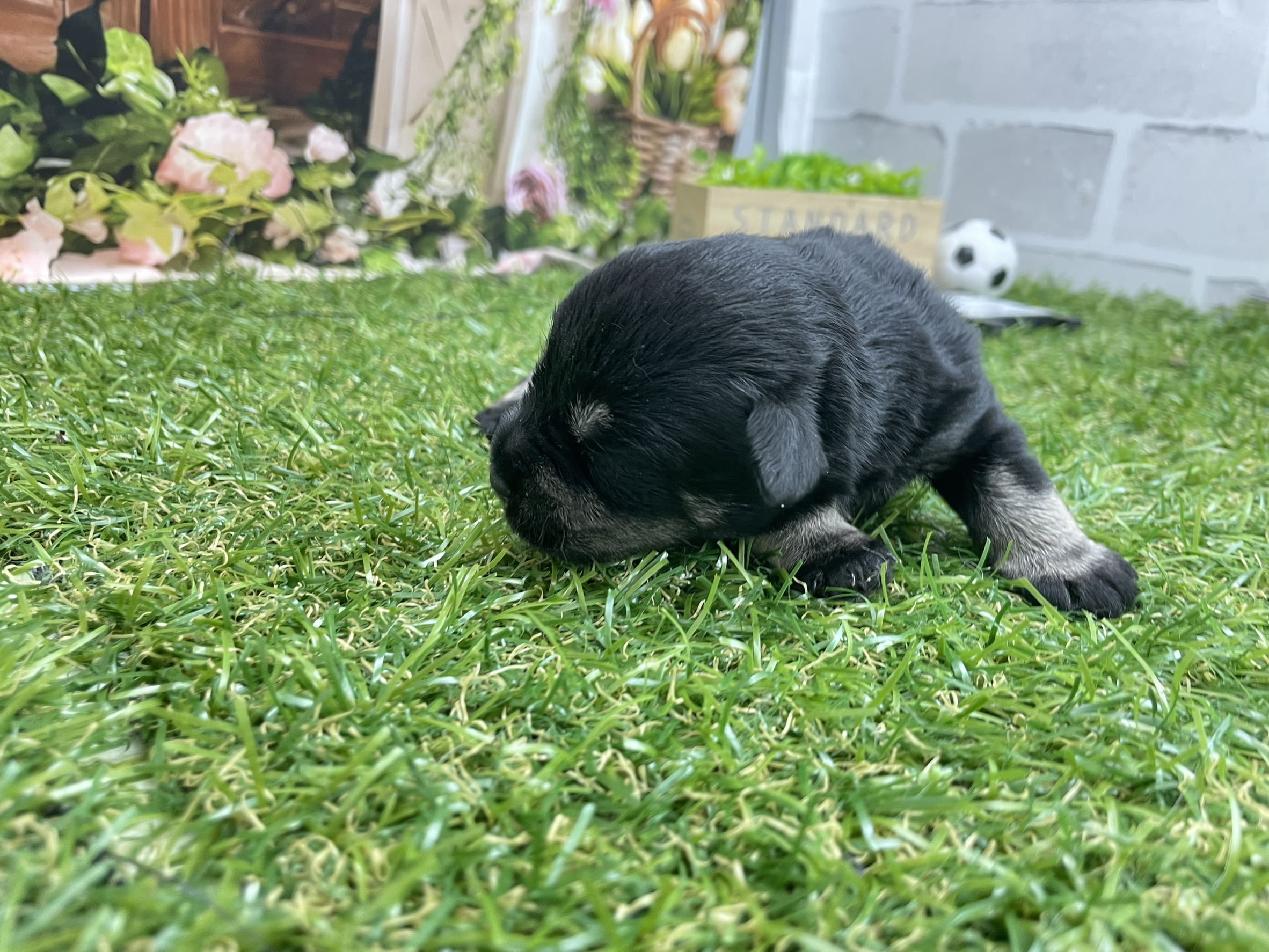 赤ちゃん写真1-2