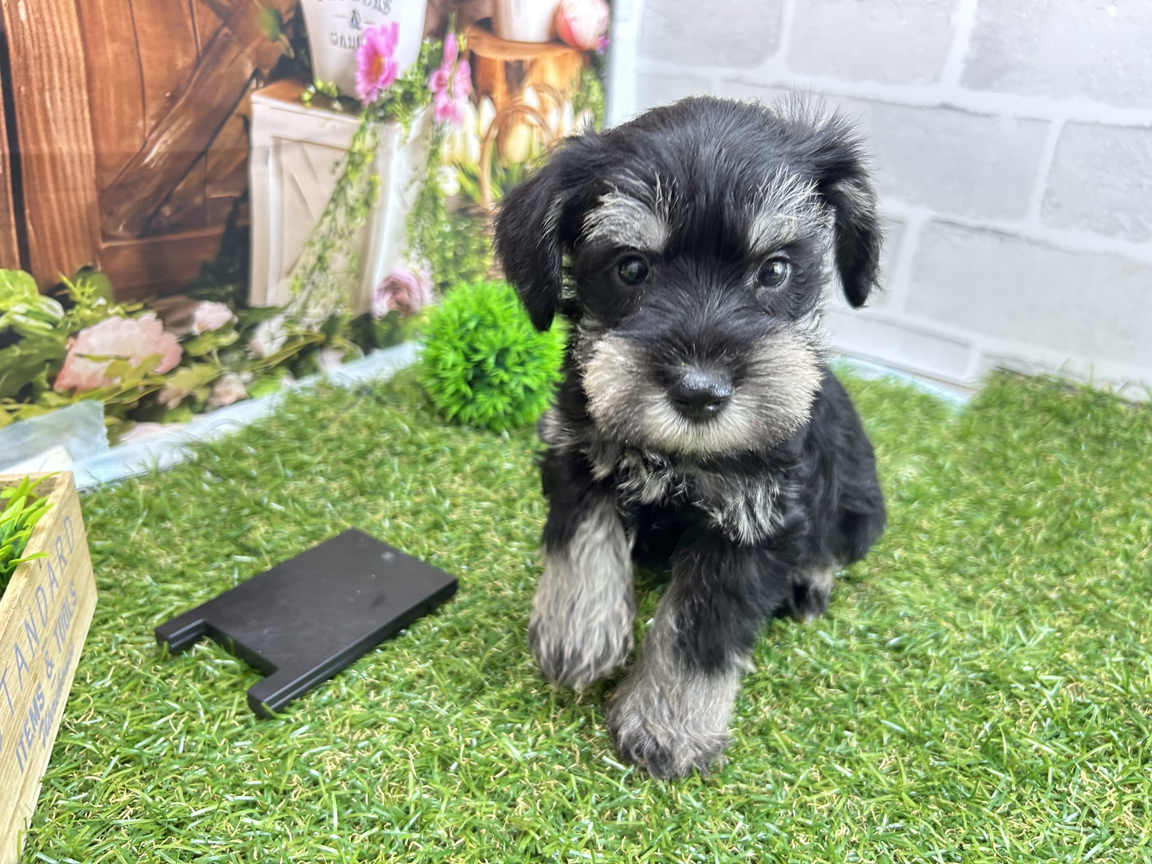 ミニチュア・シュナウザー