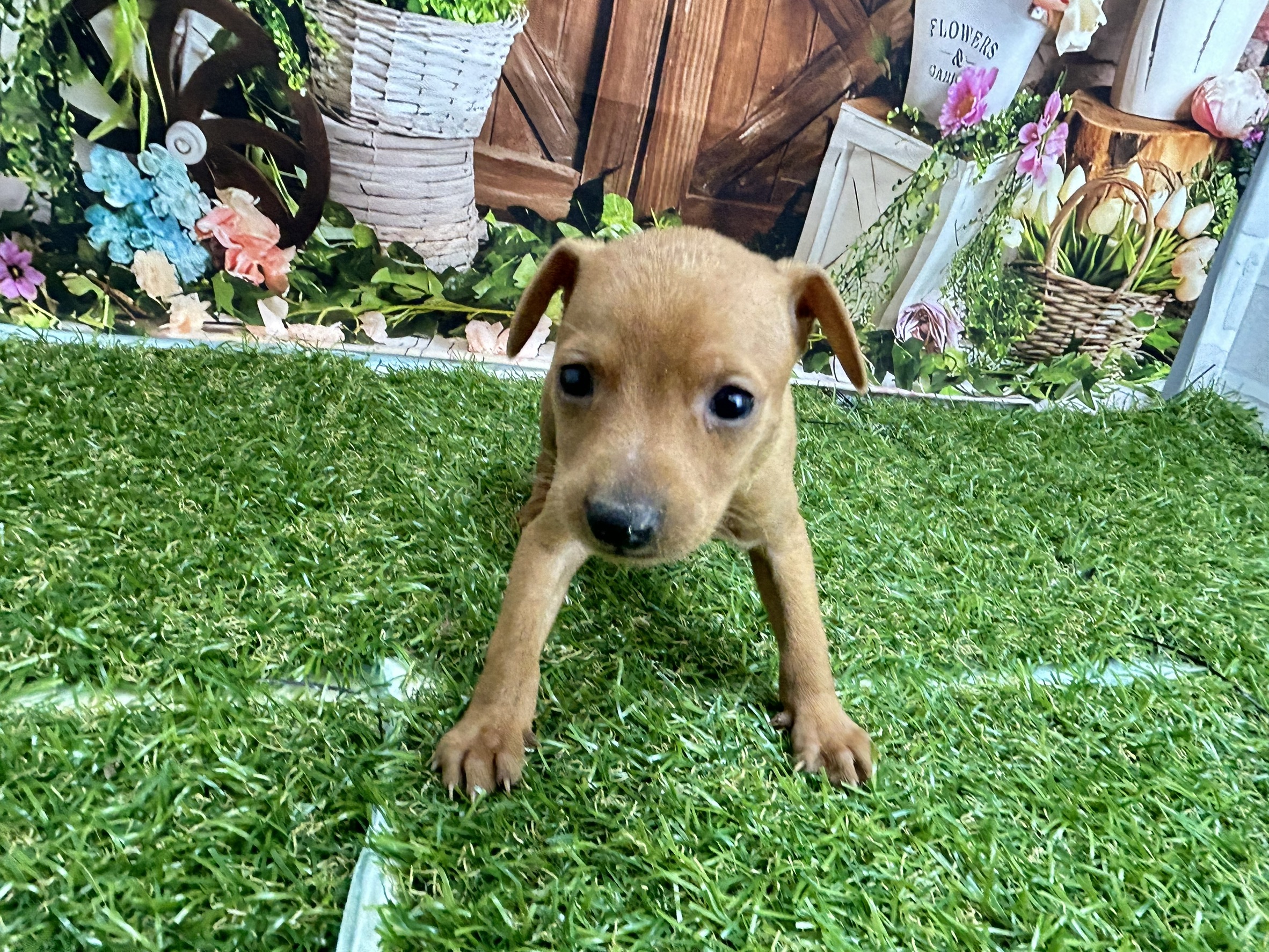 ミニチュア・ピンシャー