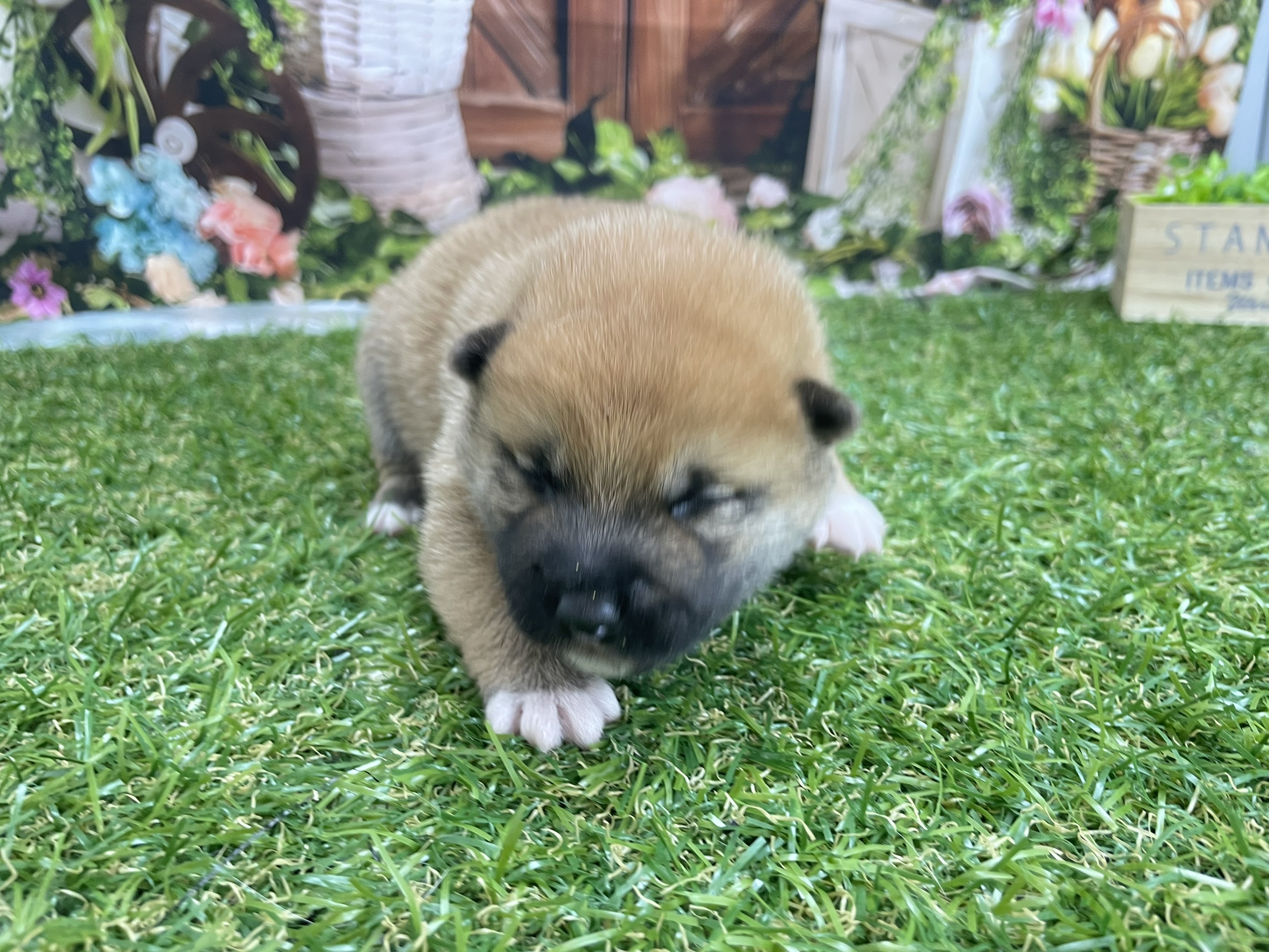 赤ちゃん写真1-1