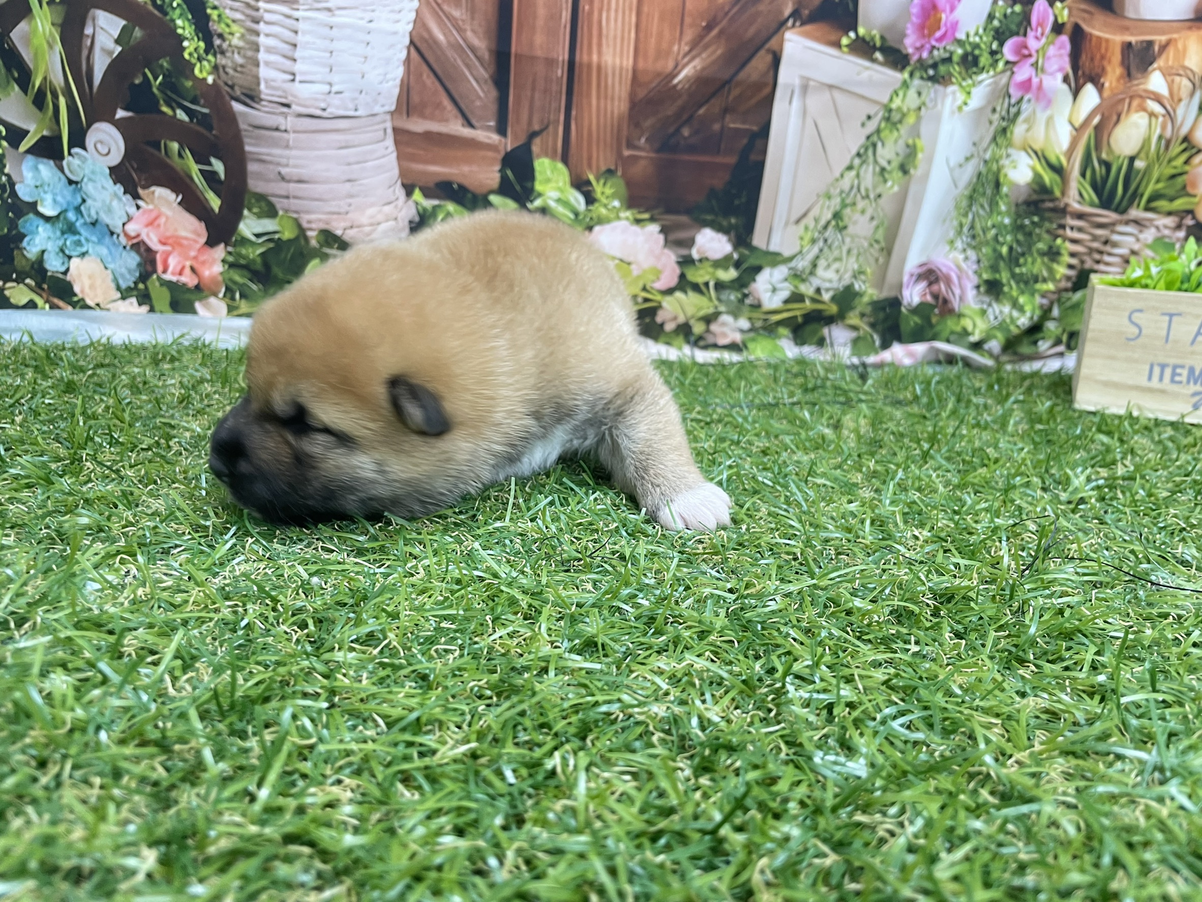 赤ちゃん写真1-3