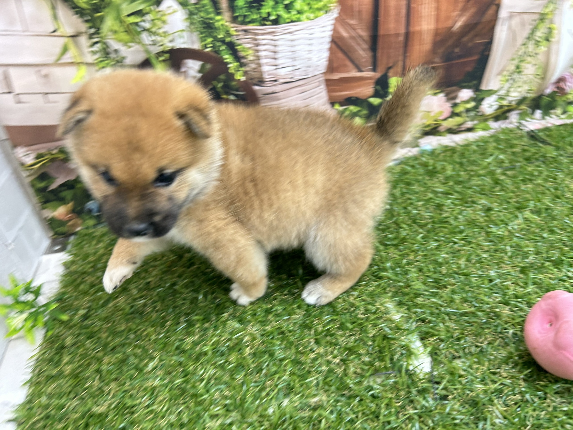 赤ちゃん写真2-2