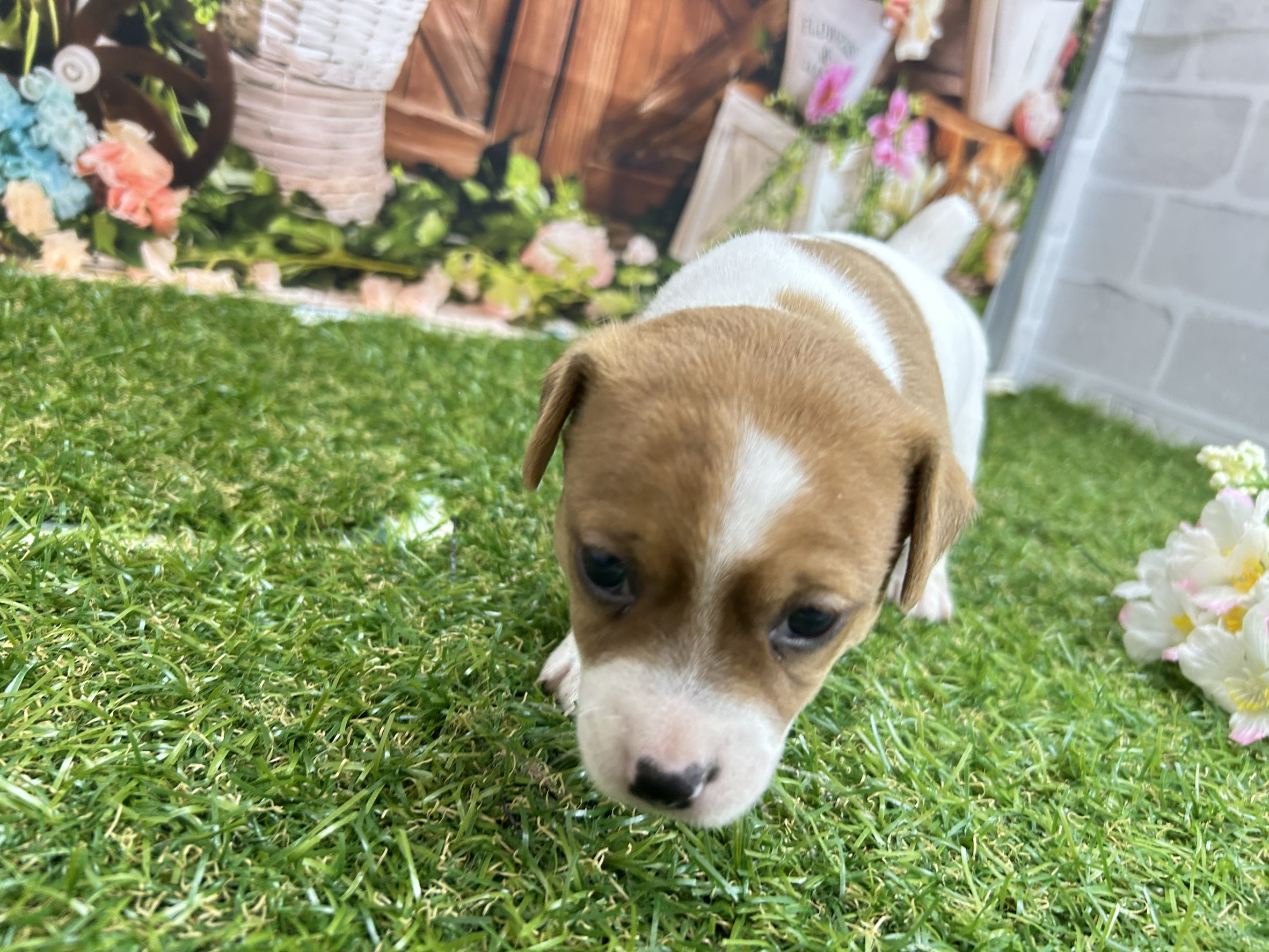 ジャックラッセルテリア